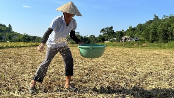 Microbial preparations turn straw into a 'tonic' for fields